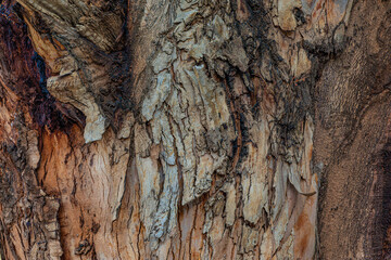 bark of a tree close up