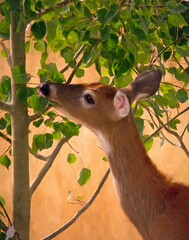 White Tail Deer Eating Leaves
