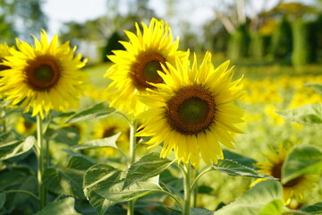 Obraz premium Sunflowers planted in the garden.
