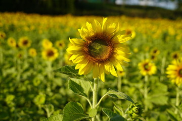 Sunflowers planted in the garden.