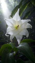 Fototapeta premium A striking white lily blooms gracefully amidst lush green foliage in a misty forest, illuminated by soft beams of sunlight, creating a serene and ethereal atmosphere.