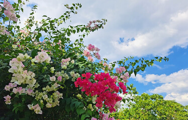 Flowering bougainvillea bush with colorful pink and white flowers against sky background