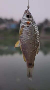 Putti fish in the hook.