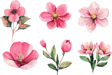 pink and white flowers