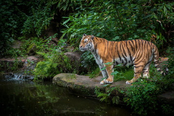 A tiger stands by a stream, looking around, with jungle in the background