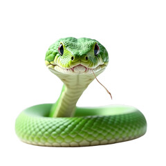 Fototapeta premium Green snake with patterned scales coiled up