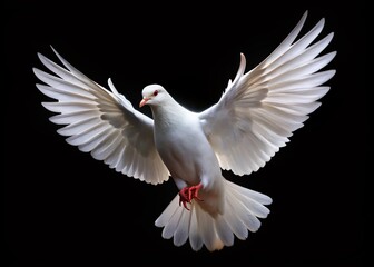 Fototapeta premium White Dove Peace Symbol, Flying Bird Black Background, Freedom Photography, International Peace Day