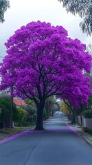 A majestic purple flowering tree stands tall on a quiet suburban street, its vibrant blossoms creating a stunning contrast against the cloudy sky.
