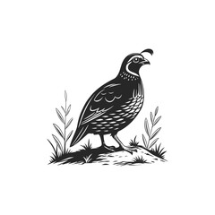 quail vector art and illutration 
