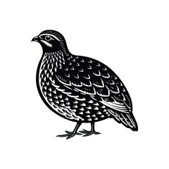 quail vector art and illutration 