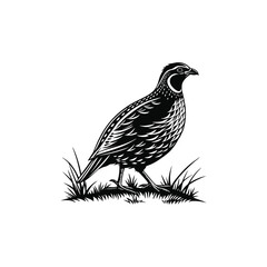 quail vector art and illutration 