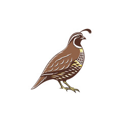 quail vector art and illutration 