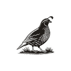 quail vector art and illutration 