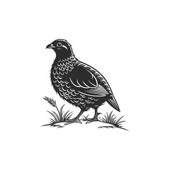 quail vector art and illutration 