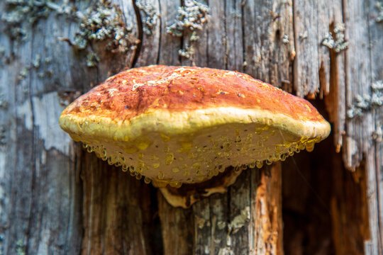 Tick ​​growing on a dead tree trunk