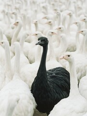 Obraz premium A striking black ostrich stands out among a flock of white geese in a serene farm setting.