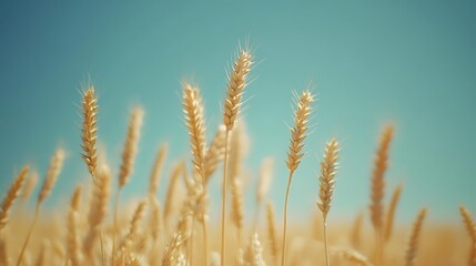 Fototapeta premium Rustic wheat field in the summer with soft focus