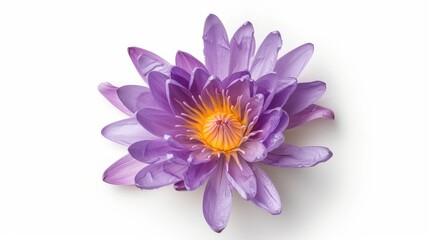 Obraz premium A vibrant purple water lily with delicate petals and a bright yellow center, perfect for nature-themed projects, botanical illustrations, or wellness promotions