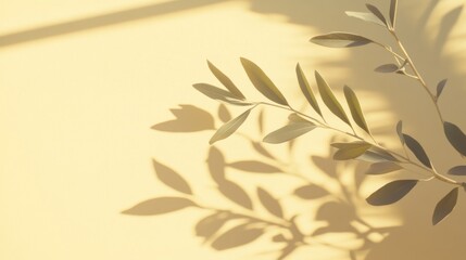 Olive Branch Casts Shadows On Pale Yellow Background