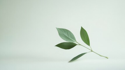 Fototapeta premium isolated, minimalist style, clean aesthetic, sharp focus
