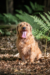 Fauve de Bretagne Red Wheaton in Windsor Great Park