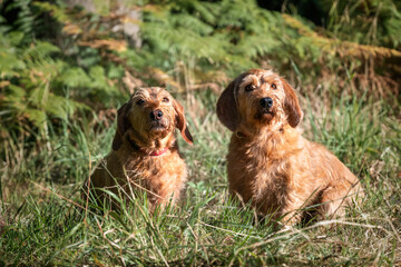 Two Fauve de Bretagne Red Wheaton dogs in Windsor Great Park