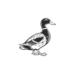 duck vector art and illutration