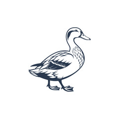 duck vector art and illutration