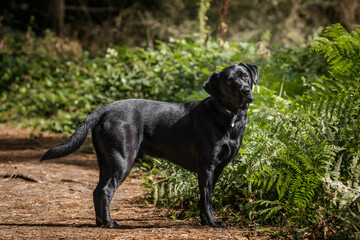 Black Labrador at Virginia Water Lake in Windsor Great Park in the forest