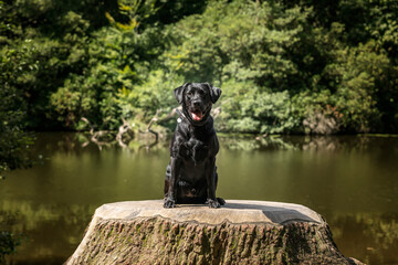 Black Labrador at Virginia Water Lake in Windsor Great Park on a tree stump