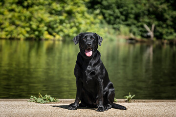 Black Labrador at Virginia Water Lake in Windsor Great Park
