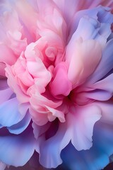 Fototapeta premium Gentle blue pink background with peony petals. Beautiful flower close up.