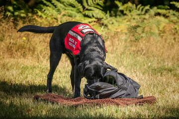 Black Labrador at Virginia Water Lake in Windsor Great Park as a Medical Assistance Dog