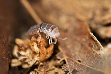 isopods woodlouse pill bugs merulanella sp vietnam