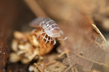 isopods woodlouse pill bugs merulanella sp vietnam