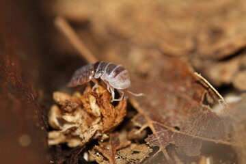 isopods woodlouse pill bugs merulanella sp vietnam