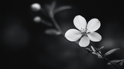 old, minimalist style, clean aesthetic, sharp focus