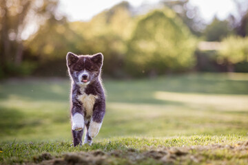 portrait d'un chiot akita bringé, très mignon, courant dans un immense parc en liberté, chiot heureux respirant le bonheur sous une lumière d'automne