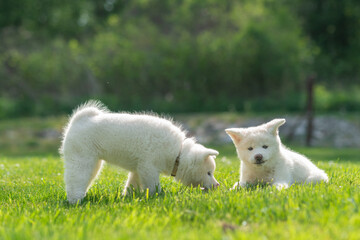 Deux chiots blancs akita de race, dans un parc verdoyant un après midi d'automne