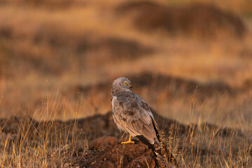 A Montagu's harrier perched on the ground in the grasslands of Bhigwan Wildlife santuary in india