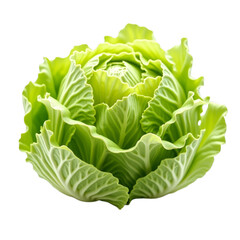 Yellow cabbage in center of photo or Pretty yellow leaves of cabbage