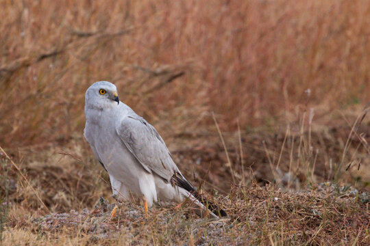 A Pallid harrier on the ground in a bhigwan wildlife santuary grasslands. 