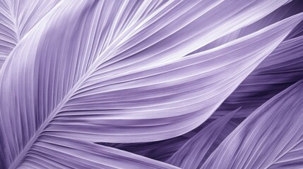 purple feathers background