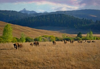 Yellowstone Bison on the Move