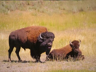 Bull and Cow Bison