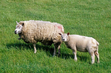 Mouton, adulte et jeune, race Texel