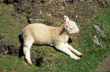 Mouton, jeune, race Texel