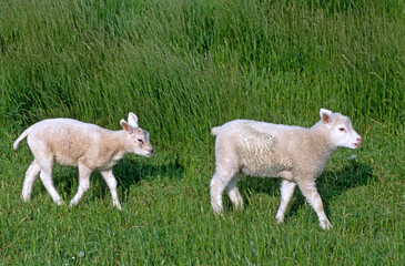 Mouton, jeune, race Texel