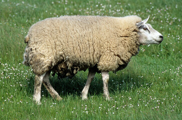 Mouton, race Texel