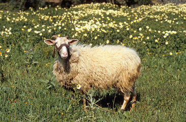 Mouton, race Crètois